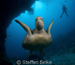 green turtle at the Ribbon Reefs, Australia, D200, wide a... by Steffen Binke 